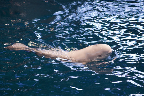 Baby Animals: Beluga - Calf 15