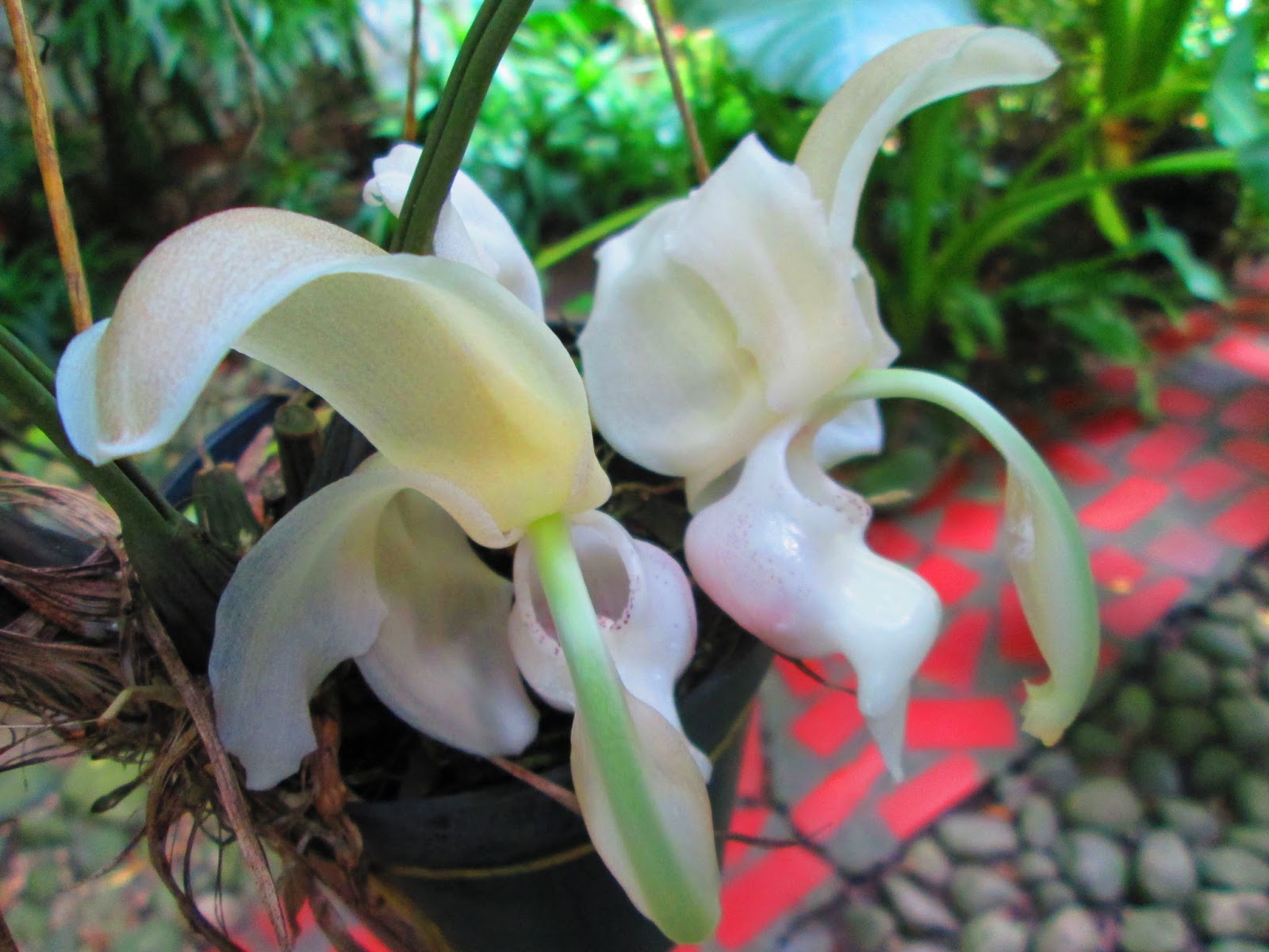 Orquídeas de mi jardín: NOVEDADES