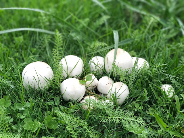 Champignons im Rasen (c) by Joachim Wenk Champignons im Rasen (c) by Joachim Wenk