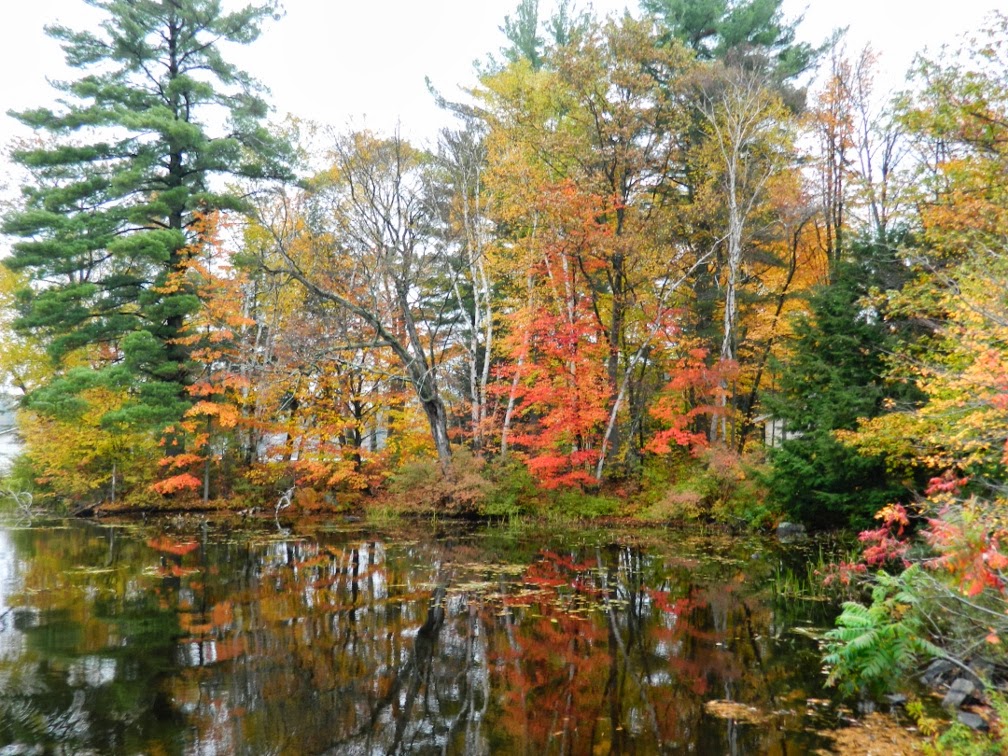 Lake Muskoka fall colours still water by garden muses--a Toronto gardening blog Lake Muskoka fall colours still water by garden muses--a Toronto gardening blog
