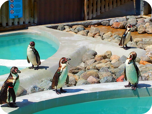 wingham wildlife park, penguins