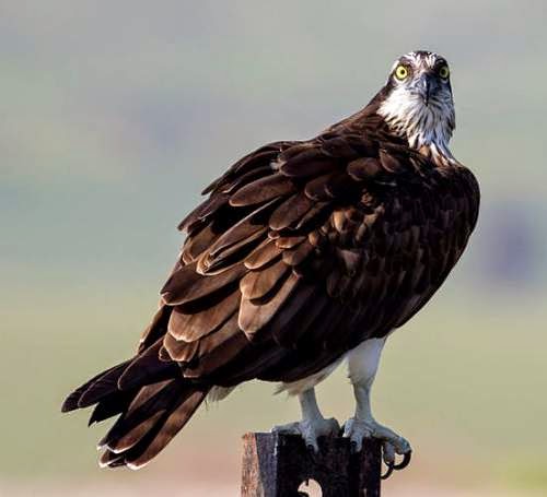 Osprey Birds Of India Bird World Osprey Birds Of India Bird World