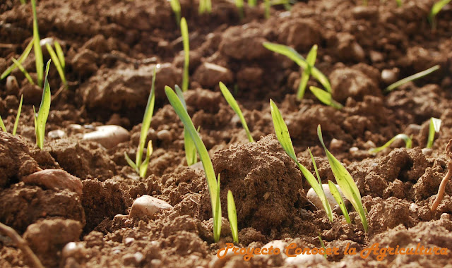 detalle de suelo con plantitas creciendo