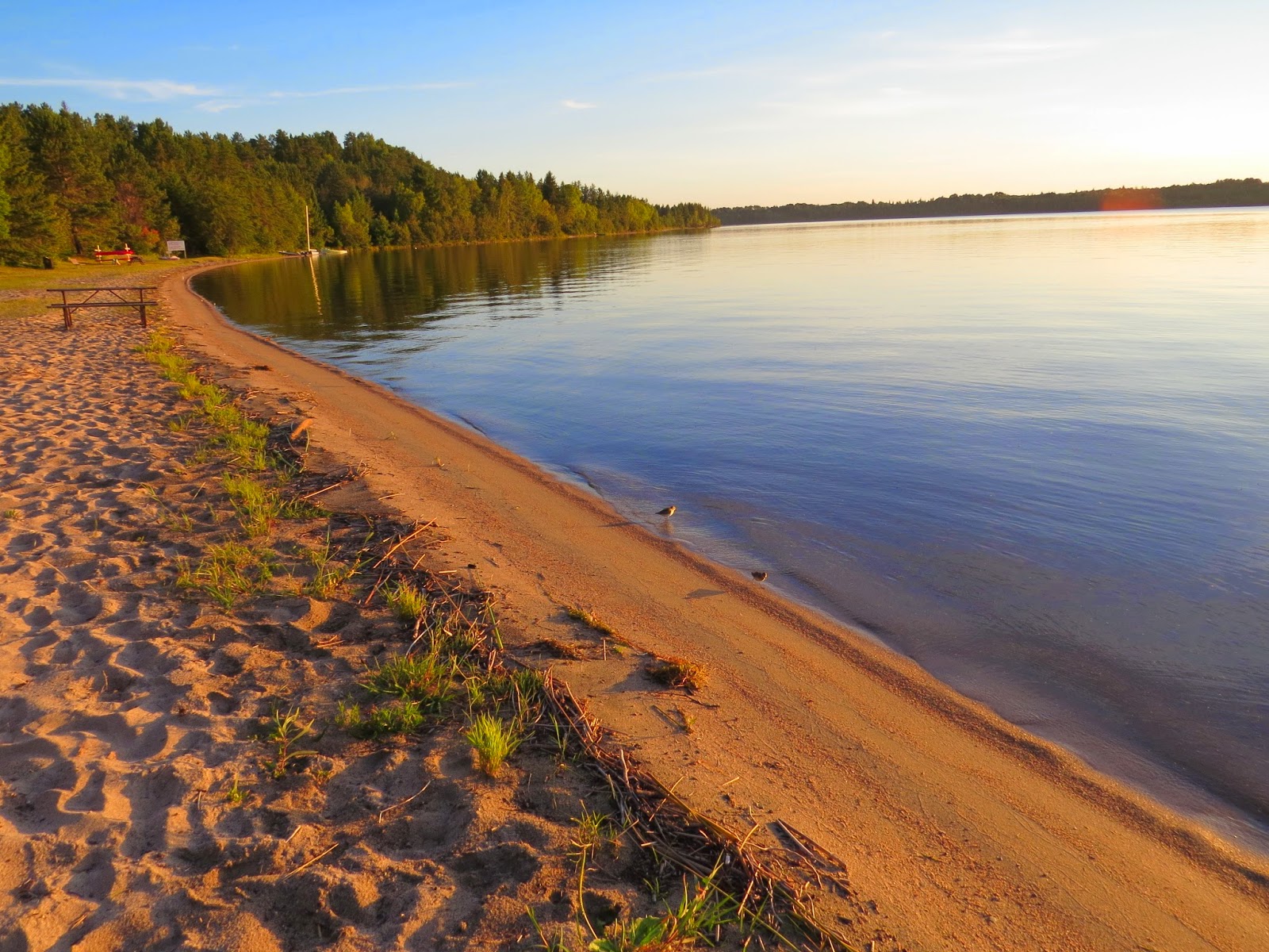 Birds of South Porcupine and Timmins Ivanhoe Lake Provincial Park