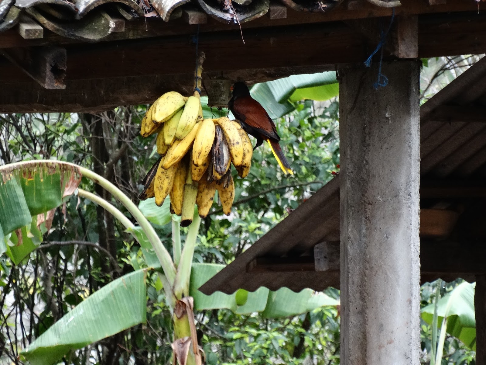 EL CARAO, Jardín Botánico y Refugio de Vida Silvestre Plátano hembra