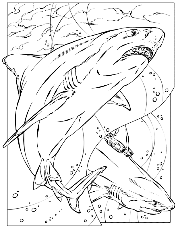 shark coloring pages coloring.filminspector.com