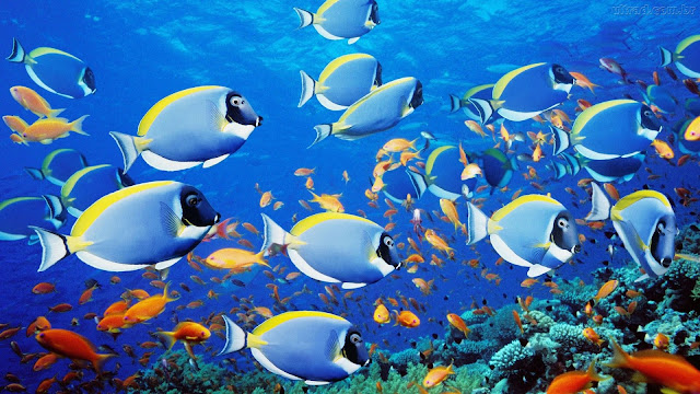 Vários peixes
