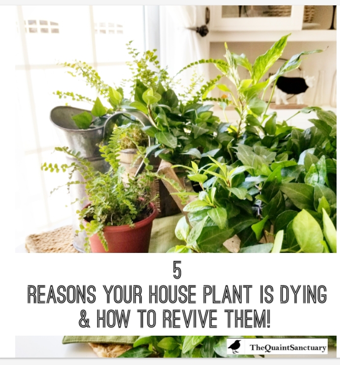 The Quaint Sanctuary { Simple Tips to Revive Dying House Plants }