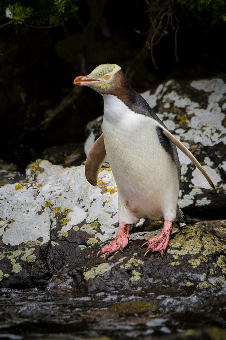 Species Focus YellowEyed Penguin