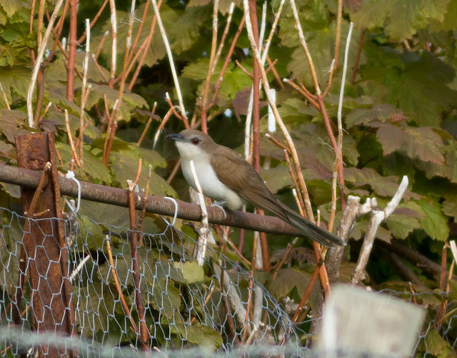 Black-billed Cuckoo - North Uist