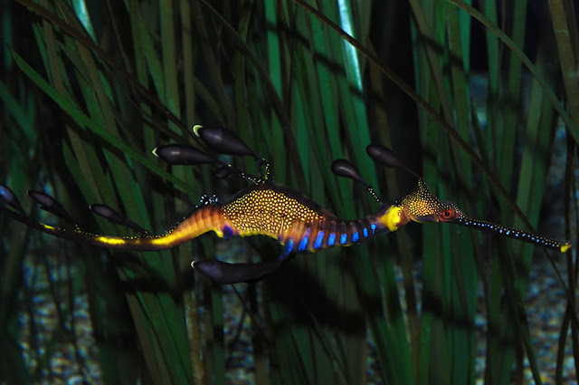 Weedy Sea Dragon (Phyllopteryx taeniolatus),   