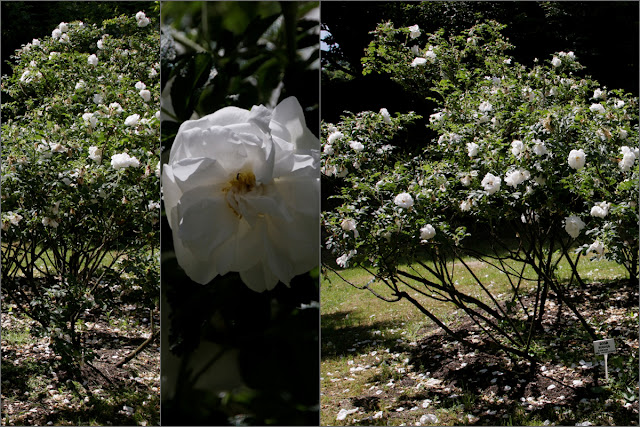 blog barwy ogrodu ogród botaniczny Lublin