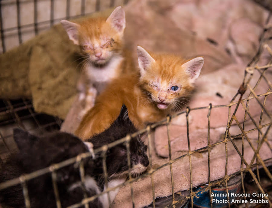 The Deadly Reality of Kitten Mills