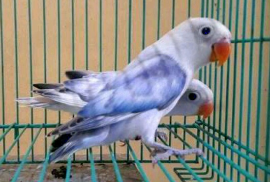 31++ Burung lb bs terbaru
