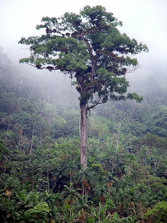 Antara pokok tertua di dunia