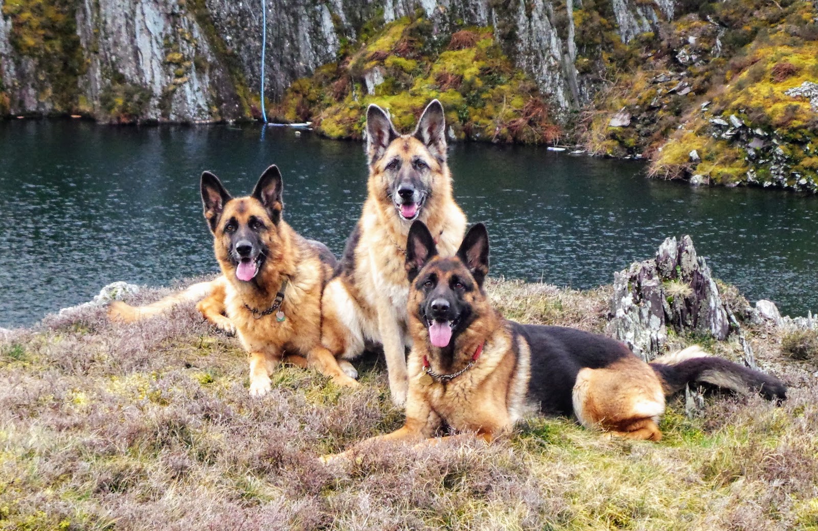 Tali's Tails Twll Braich