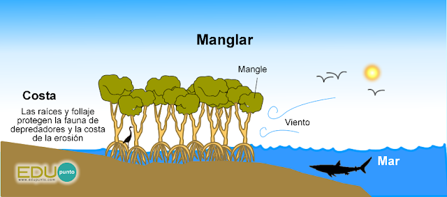 costas,edupunto,sistema,costero,playa,manglar,estuario,arrecife,pradera,mar,oceano,marina
