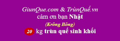 Trùn quế Krông Bông