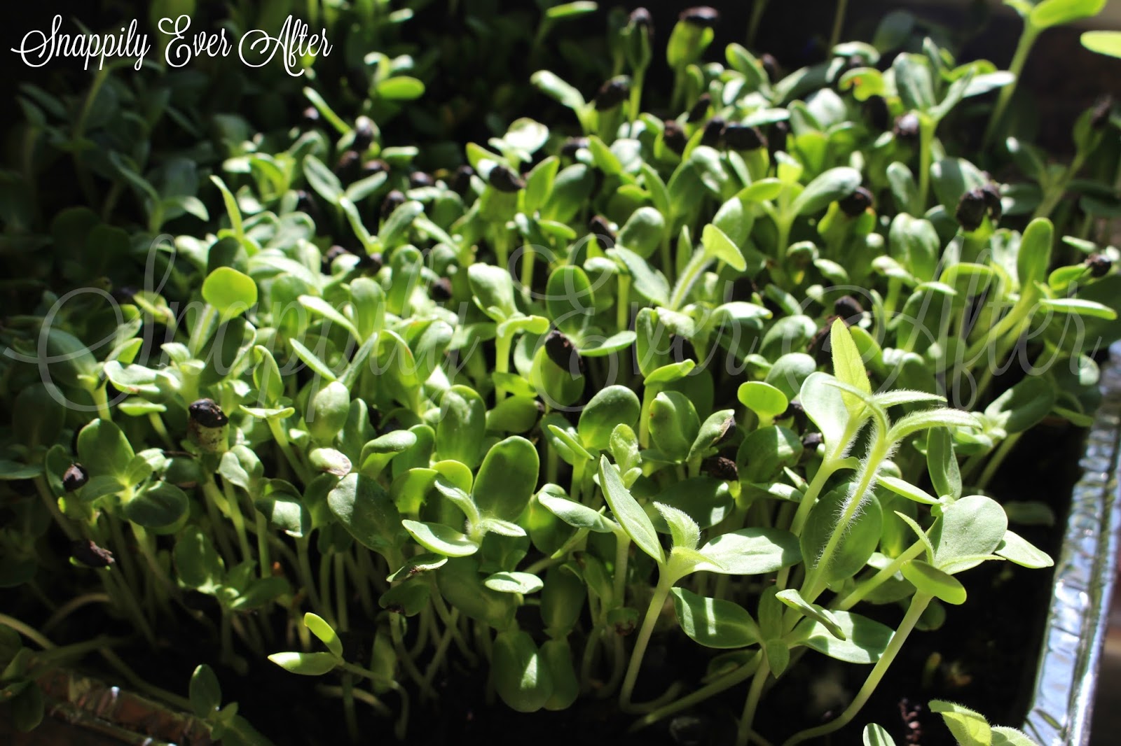 Snappily Ever After Sunflower Lettuce