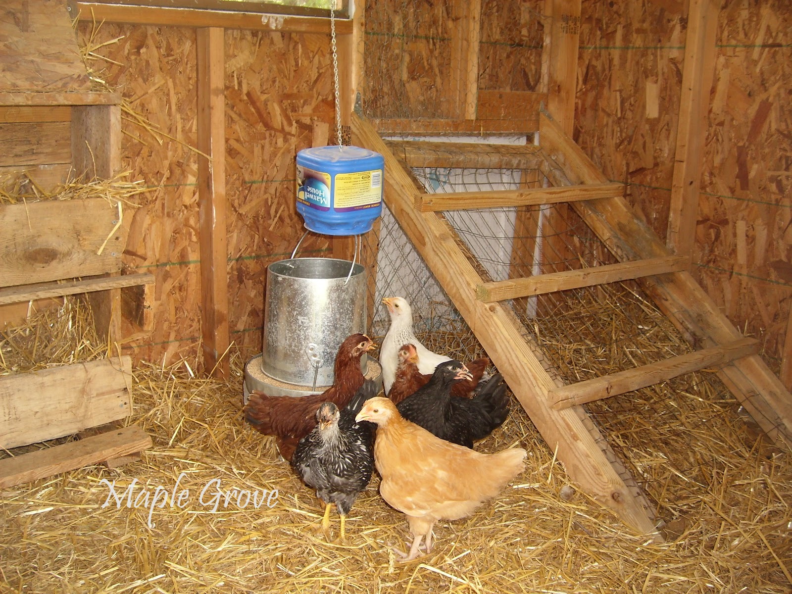 Maple Grove: Brooding Chickens