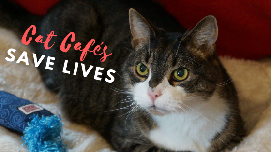 Kickstarter Catfe Diem Cat Cafe Record Shop Centreville Va From The Dog S Paw A Bloggery Of Dogs And Cats