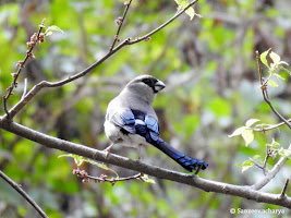 Birds Of Nepal