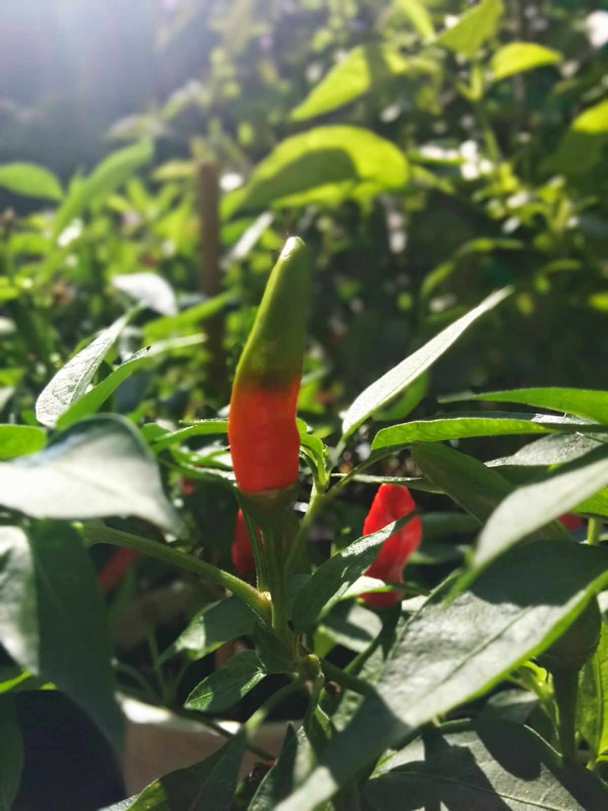 piri piri reif