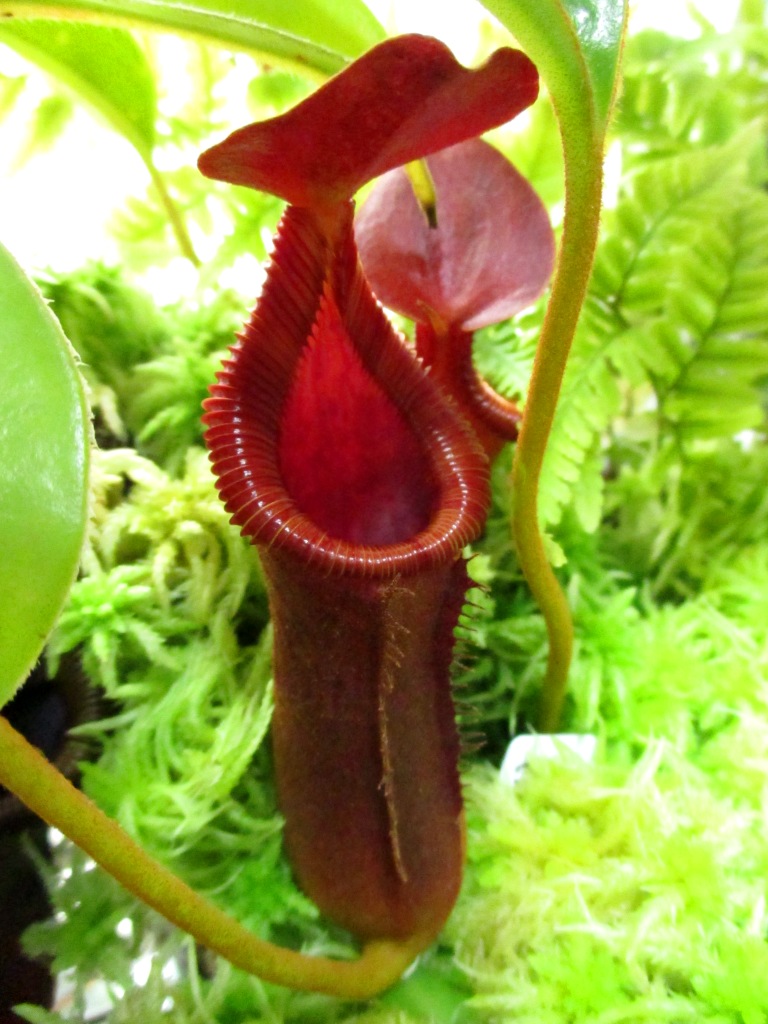 食虫植物N.ventricosa x xTrusmadiensis