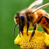 Μαζί με τους δεινόσαυρους εξαφανίστηκαν οι μέλισσες Xylocopinae