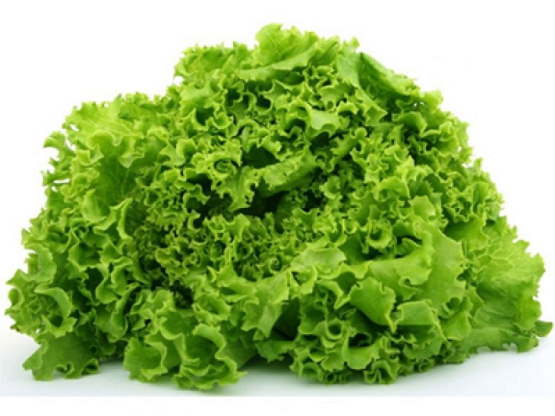 Can Betas Eat Lettuce Image Can Betas Eat Lettuce