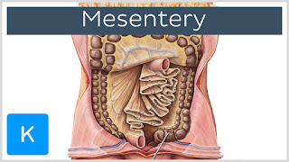 Mesentery: A Tale of Many Sides New organ, tissues