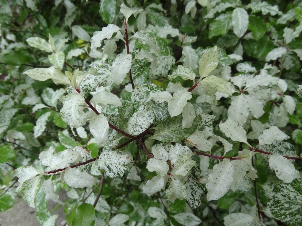 Flora Wonder Blog June 2018