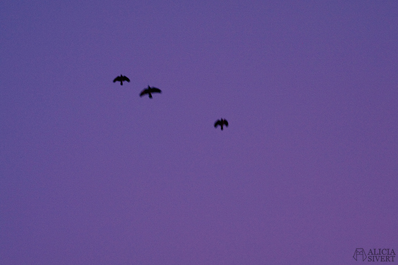 Photo by Alicia Sivertsson.