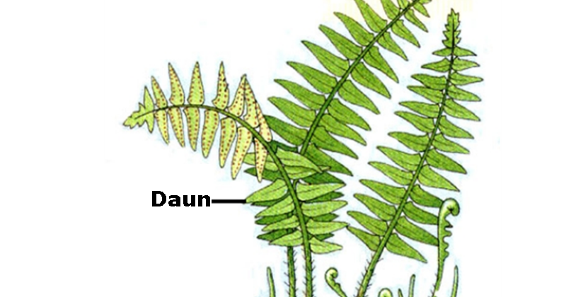 Rumah Belajar Inquiry Operation Soal Sbmptn Biologi 2017