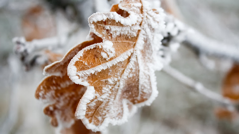 Frozen Leaf