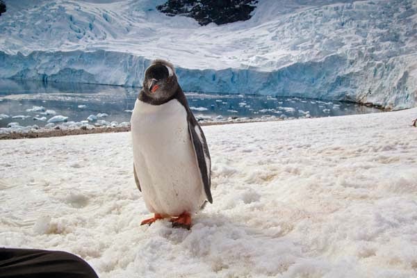 Who knew penguins could be so photogenic? - He Was Taking Photos Of A Glacier In Antarctica When Suddenly, Out Of Nowhere… WHOA! Who knew penguins could be so photogenic? - He Was Taking Photos Of A Glacier In Antarctica When Suddenly, Out Of Nowhere… WHOA!