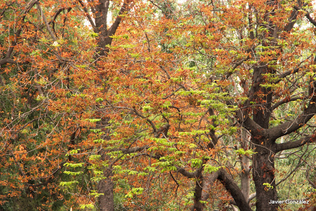 El Parque del Retiro se cubre de Otoño. Retiro Park is covered with Autumn