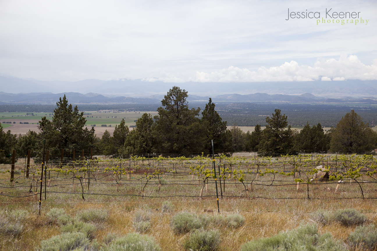 Jessica Keener Photography Mt.Shasta Lavender Farm • Montague, CA • A Photographer's Road Trip