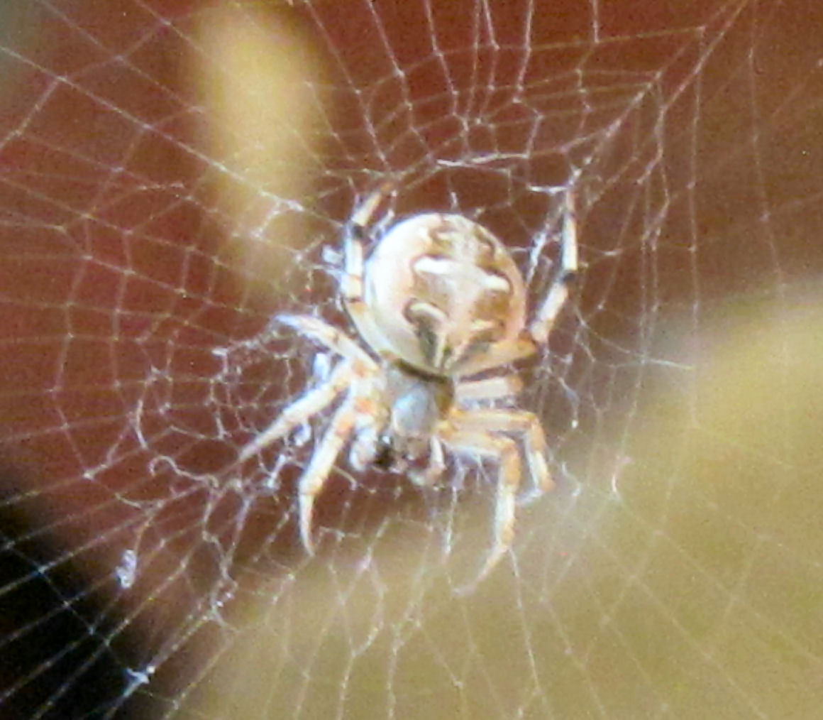 Foto Blog Puerto Rico: Arañas de Jardín