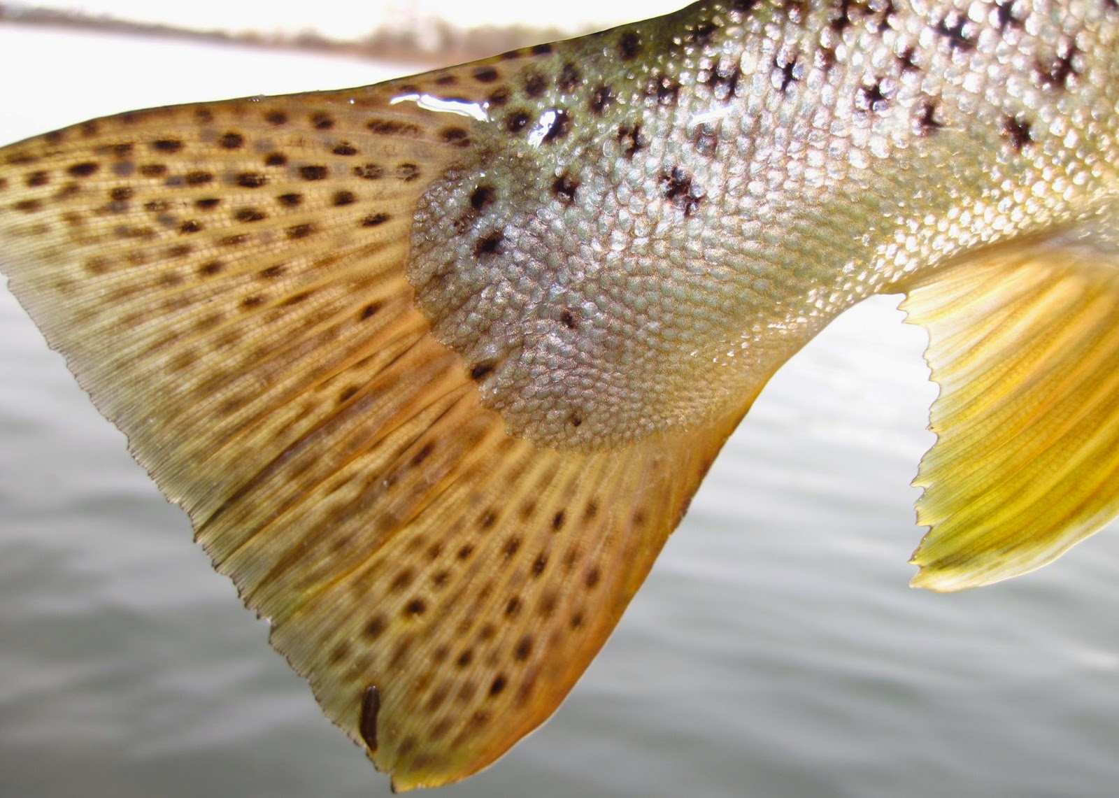Country Pleasures Fly Fishing: FISH ASS FRIDAY-SEPTEMBER 26