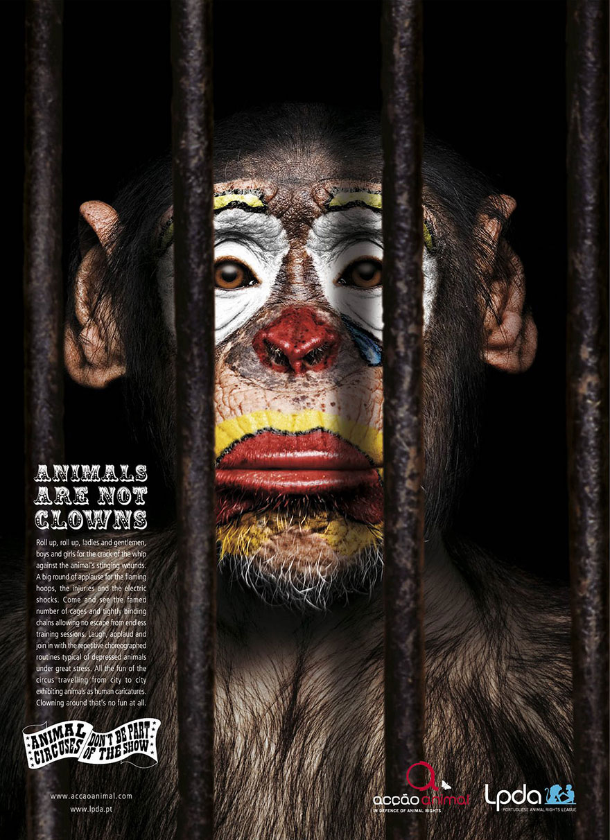 Animals Are Not Clowns - LPDA