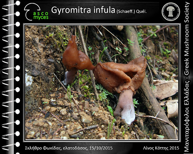 Gyromitra infula (Schaeff.) Quél.