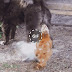 Funny Top 10 animals who got bullied by the small ones