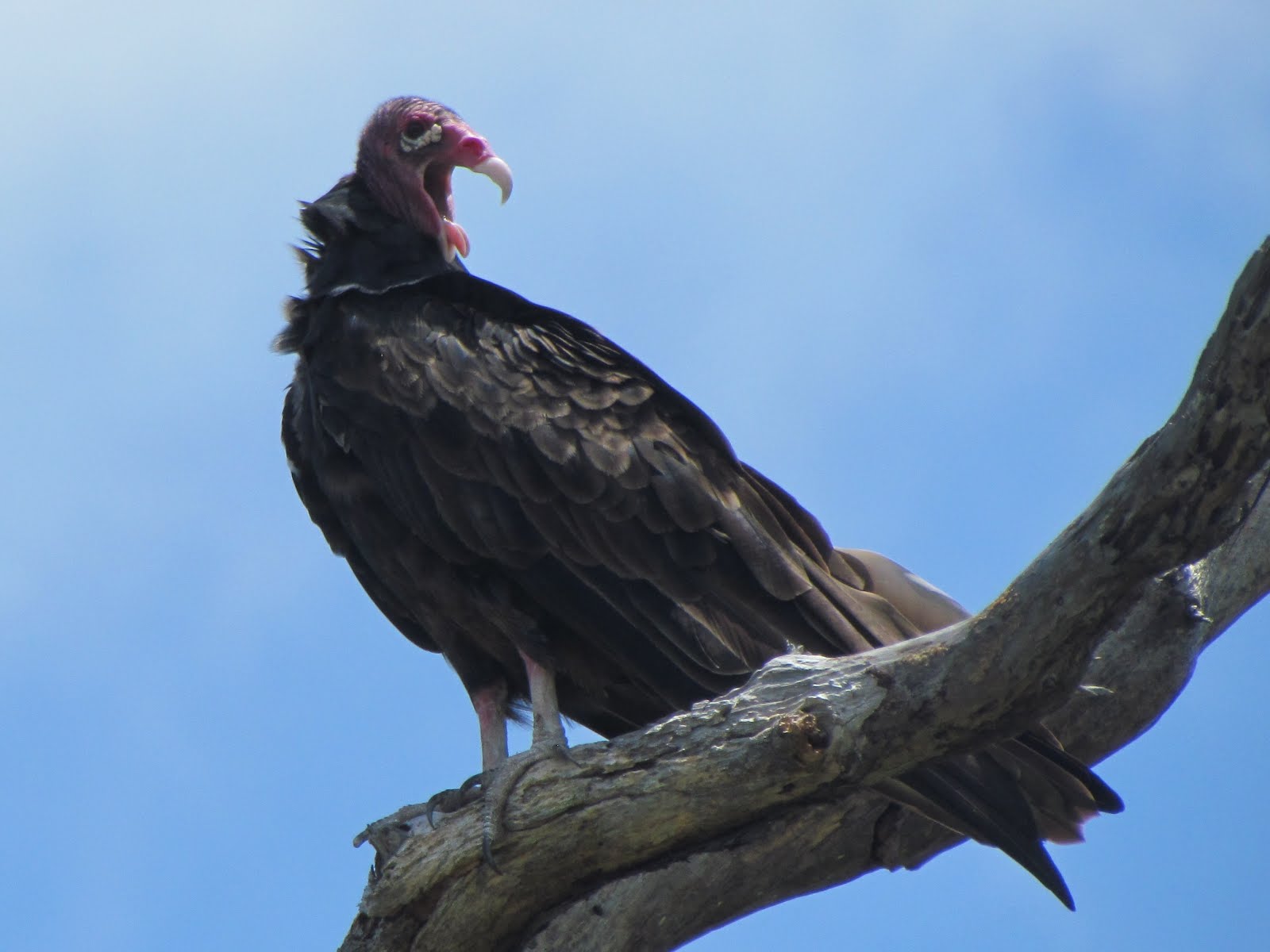 Visions From Key West August 2012