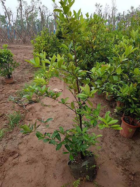Chi tiết cách trồng và chăm sóc cherry Brazil Cay-cherry-brazil-1