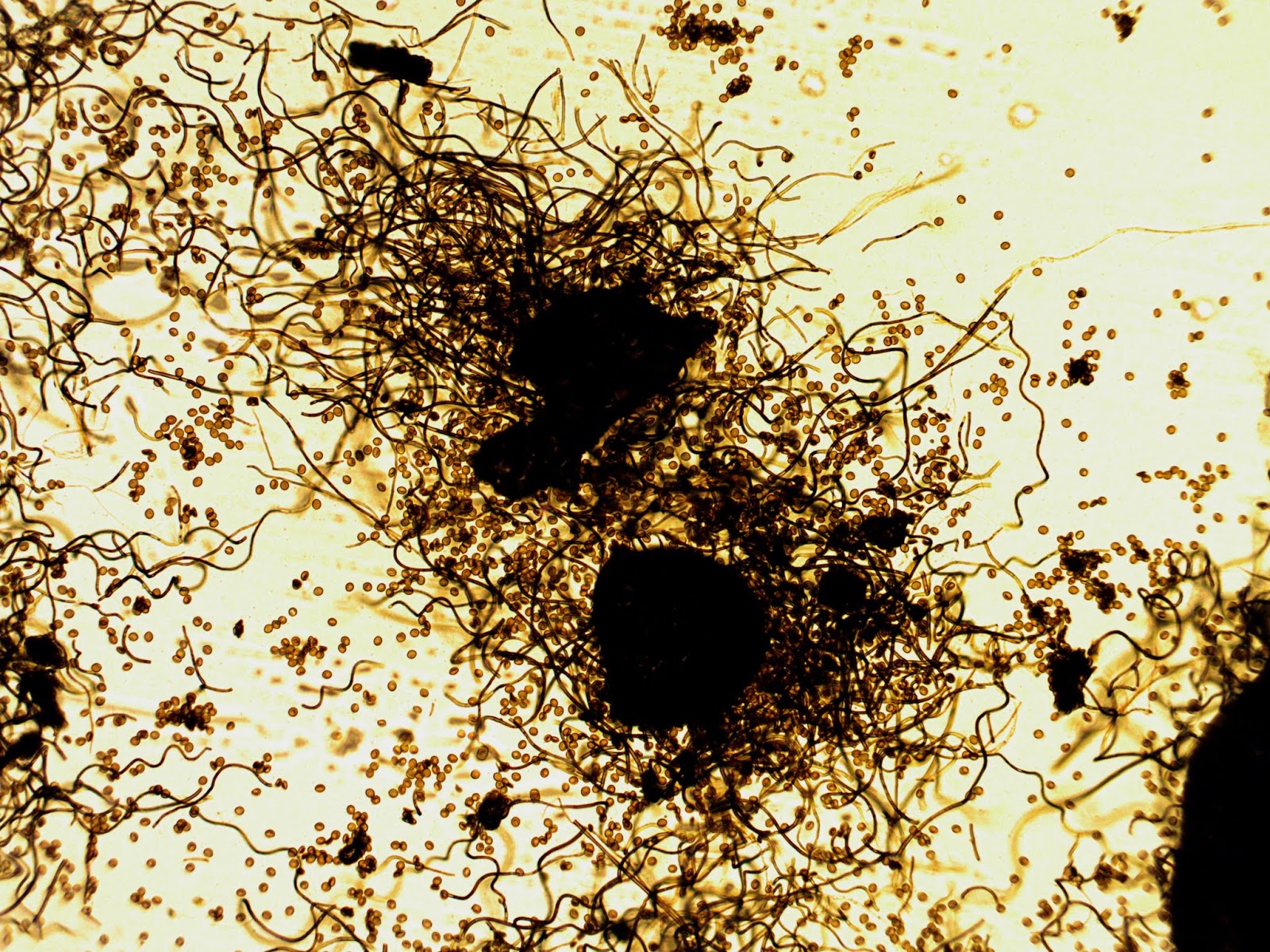 Sustainable Mycology Fungal growth on sheetrock wall time lapse