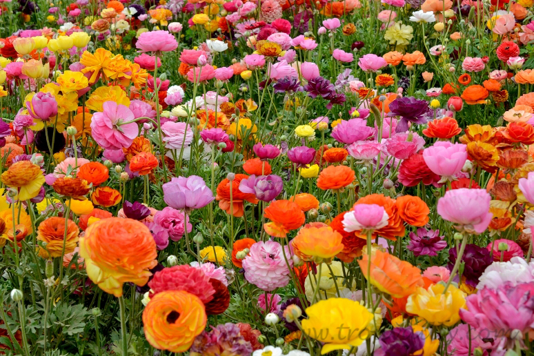Trouvailly: A Day At The Flower Fields