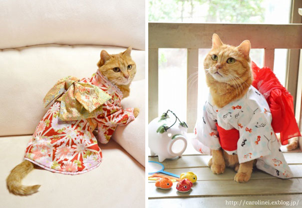 Kue dengan bentuk kucing yang lucu http://ayoinfokan.blogspot.com/2015/09/kue-bentuk-kucing-yang-lucu.html