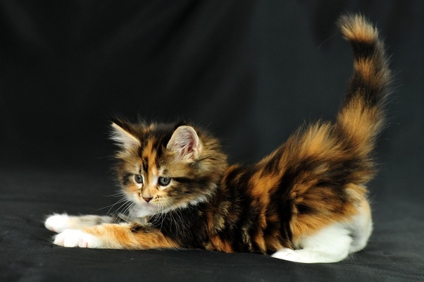 Calico Cat Detail Amazing Pictures And Interesting Facts That Will