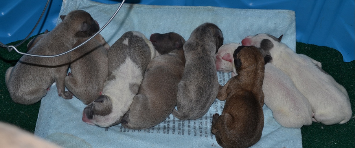 Horsetooth Whippets Mambo Italiano Litter
